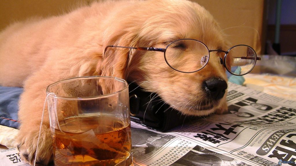 Sleeping dog